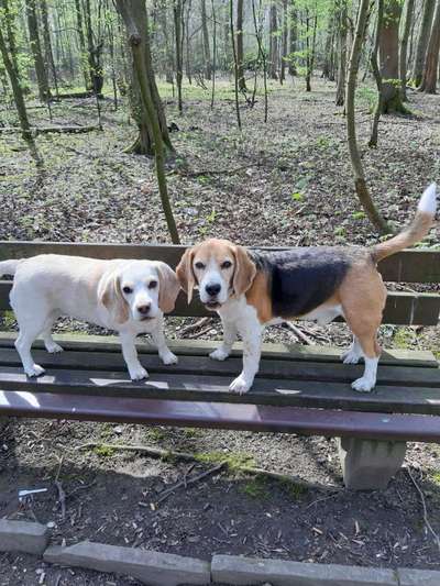 Beagle ohne Leine?-Beitrag-Bild