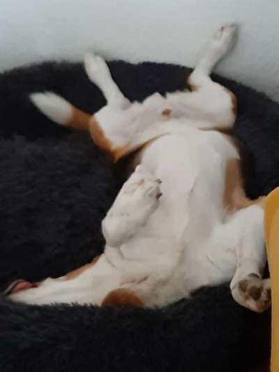 Zeige das lustigste Bild eures Hundis-Beitrag-Bild