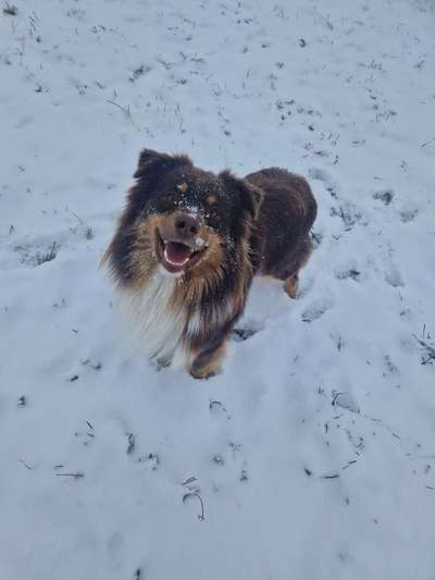 Dogorama Photo Challenge - Winterstimmung-Beitrag-Bild