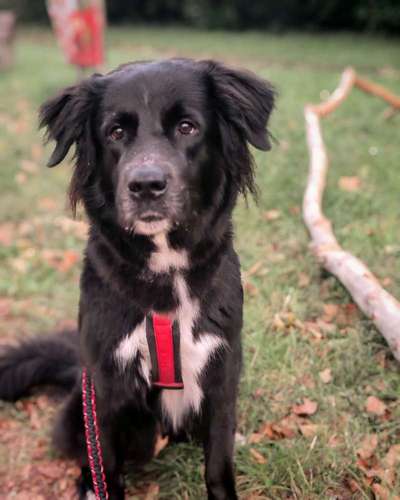 Hundetreffen-Social walk-Bild