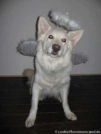 Fotochallenge Nr. 29 - Accessoires-Beitrag-Bild