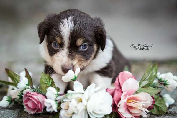 Welpen Bilder !-Beitrag-Bild