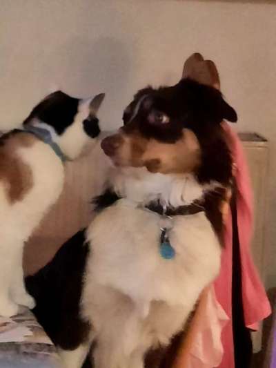 Sozialer Kontakt mit anderen Hunden-Beitrag-Bild