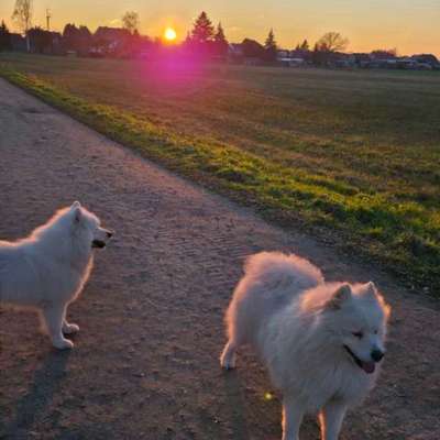 Hundetreffen-Spaziergang / Erkundungsrunde-Bild