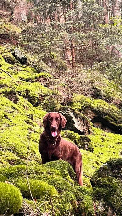 Flat Coated Retriever-Beitrag-Bild