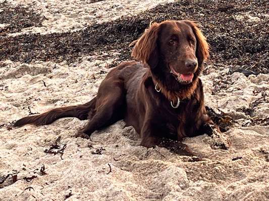 Flat Coated Retriever-Beitrag-Bild