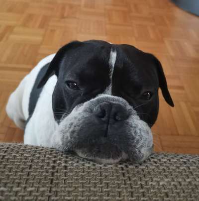 Hundetreffen-Bulldogge-Bild