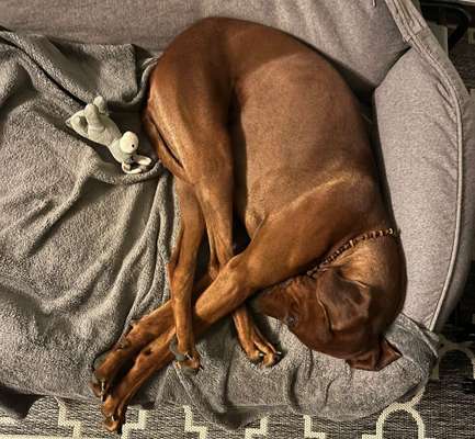 Rhodesian Ridgeback-Beitrag-Bild