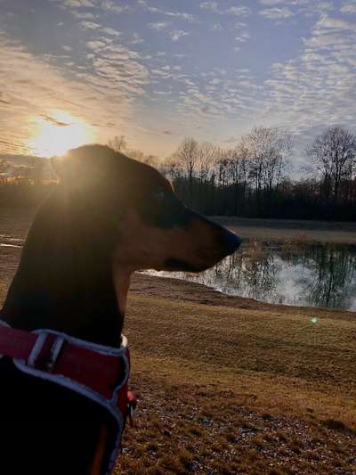 Dogorama-Monats-Challenge-Mai "Wasser"-Beitrag-Bild