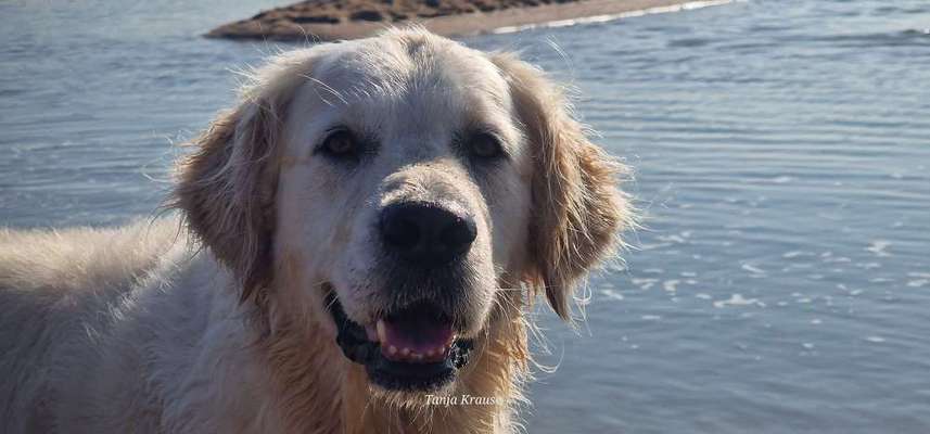 Wo sind die Golden Retriever Liebhaber?-Beitrag-Bild
