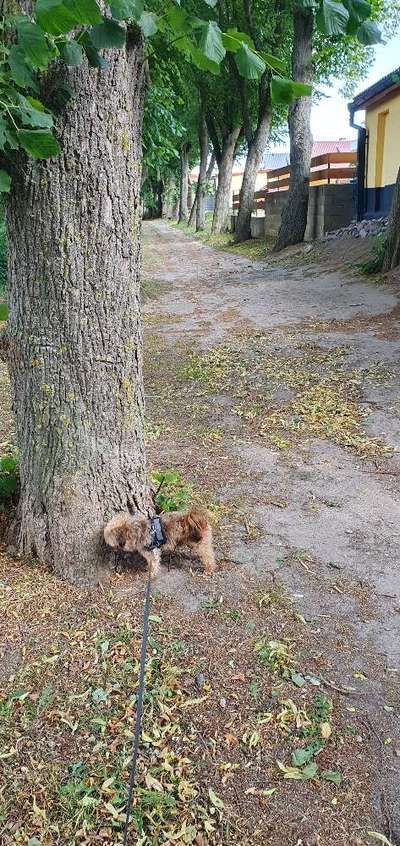 Hundeauslaufgebiet-Kamp & Grüner Weg-Bild