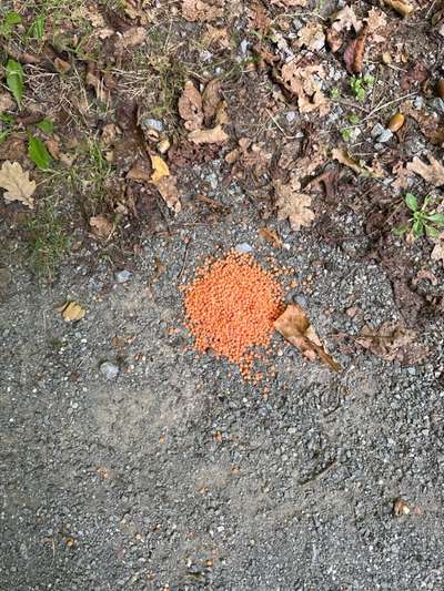 Giftköder-Orangene Körner, evtl Giftköder?-Bild
