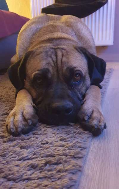 Dogorama Photo Challenge - Hundeblick zum hinschmelzen-Beitrag-Bild