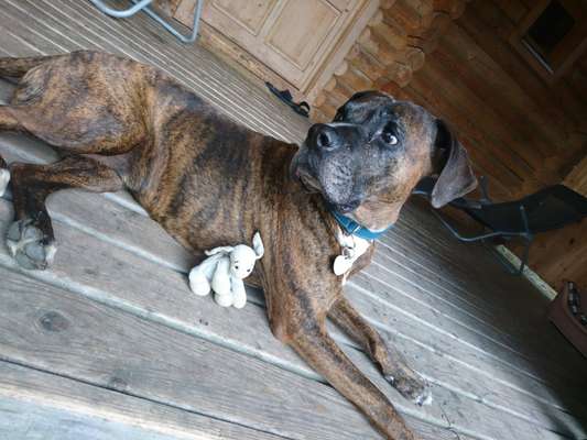 Dogorama Photo Challenge - Hundeblick zum hinschmelzen-Beitrag-Bild