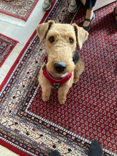 Gibt es noch andere Airedales?:)-Beitrag-Bild