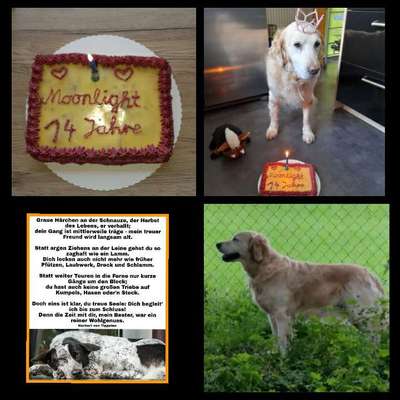 Warum ist Dir wichtig die Geburtstagstorte für deinen Hund zu backen?-Beitrag-Bild