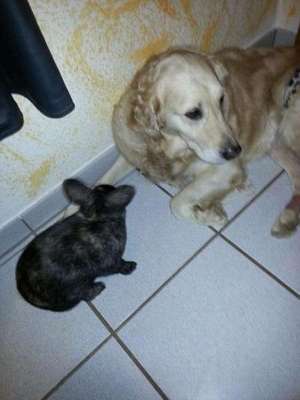 Hund an Kaninchen gewöhnen.-Beitrag-Bild