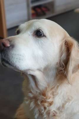 Erfahrung mit älteren Hunden-Beitrag-Bild