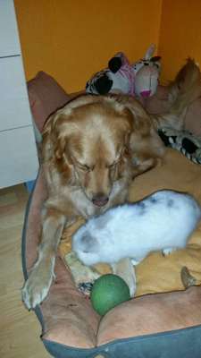 Hund an Kaninchen gewöhnen.-Beitrag-Bild