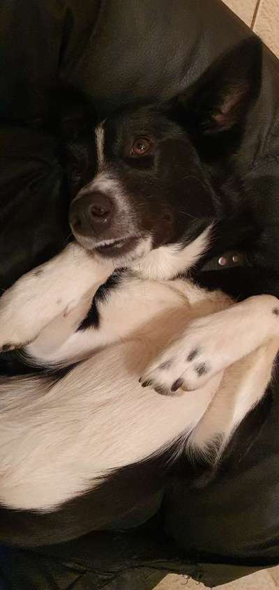 Canine Hyperkinese (ADHS) beim Hund-Beitrag-Bild