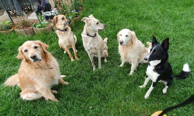 Dein Hund im Dogorama-Kalender 2021-Beitrag-Bild