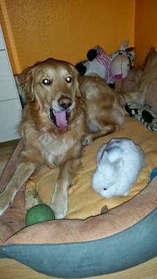 Hund an Kaninchen gewöhnen.-Beitrag-Bild