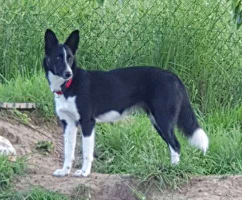 Podencomischling oder Podenco-Beitrag-Bild