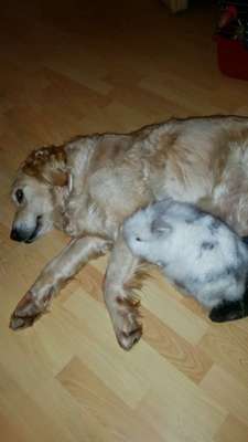 Hund an Kaninchen gewöhnen.-Beitrag-Bild