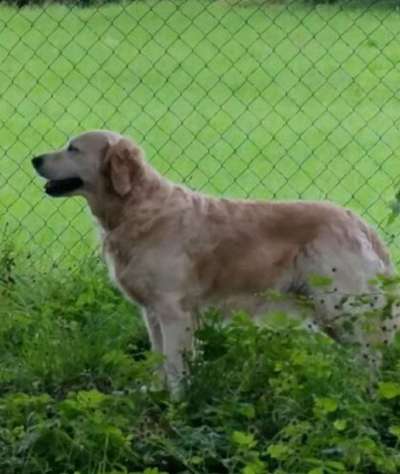 euer ältester Hund ?-Beitrag-Bild