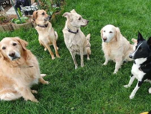Mehrere Hunde zuhause !-Beitrag-Bild