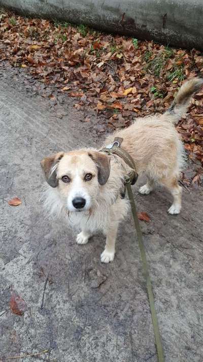 Hundetreffen-Weibliche Freundin gesucht-Bild