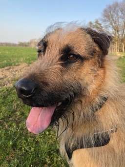 Dein Hund im Dogorama-Kalender 2021-Beitrag-Bild