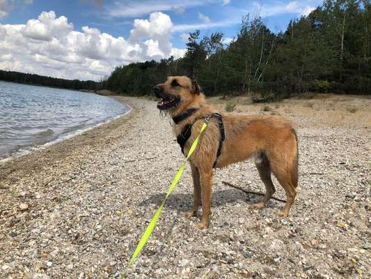 Dein Hund im Dogorama-Kalender 2021-Beitrag-Bild