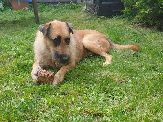 Mischlingshunde Foto Aufruf-Beitrag-Bild