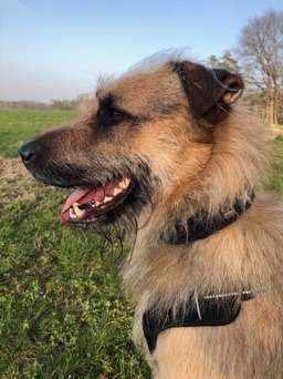 Zeigt mal die schönsten Bilder von euren Hunden !-Beitrag-Bild