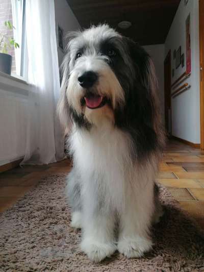 Seltene Rassen!-Beitrag-Bild