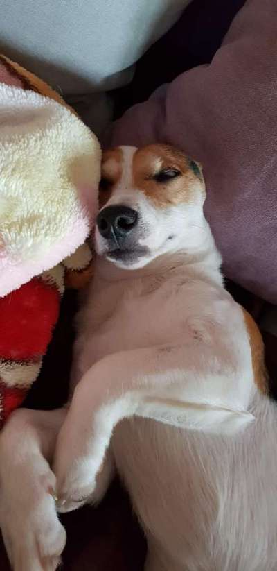 Dogorama Photo Challenge - Lieblingsspielzeug!-Beitrag-Bild