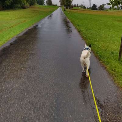 Hundetreffen-Social Walk / Begegnungstraining-Bild