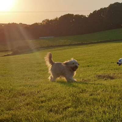 Hundetreffen-Spaziergang mit Artgenossen-Bild