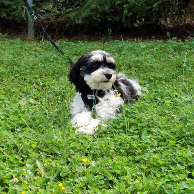 Zeigt her eure Pudel und Pudelmischlinge (:-Beitrag-Bild