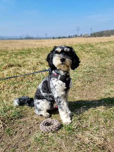 Zeigt her eure Pudel und Pudelmischlinge (:-Beitrag-Bild