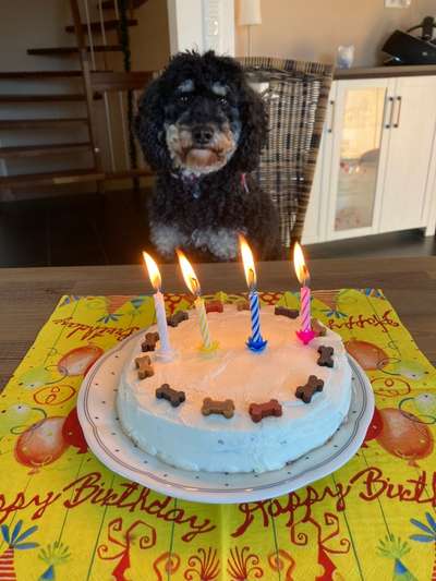 Alles rund um den Pudel-Beitrag-Bild