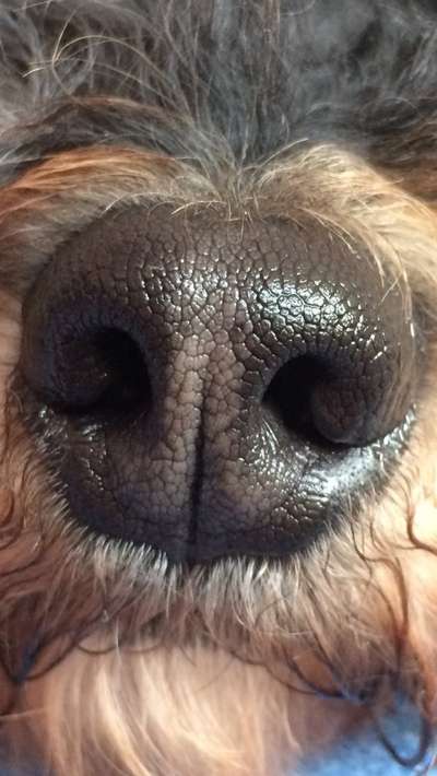 Zeigt her eure Hundenasen-Beitrag-Bild