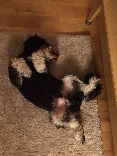 Alles rund um den Pudel-Beitrag-Bild