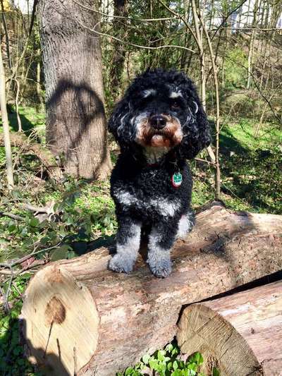 Foto's und Hundemodels-Beitrag-Bild