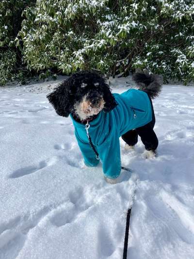 Alles rund um den Pudel-Beitrag-Bild