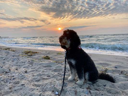 Dogorama Photo Challenge - Tierischer Urlaub-Beitrag-Bild