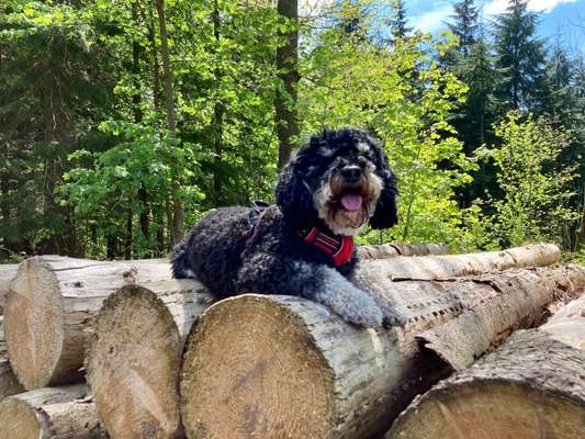 Handy Foto Challenge Nr. 49: Mein Freund der Baum-Beitrag-Bild