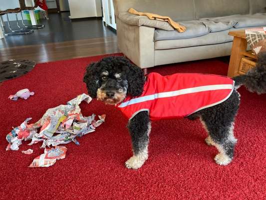 Alles rund um den Pudel-Beitrag-Bild