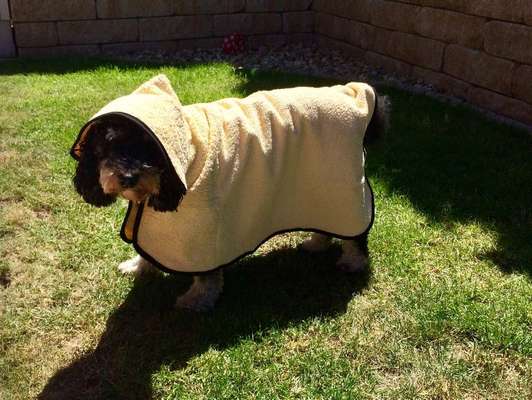 Foto's und Hundemodels-Beitrag-Bild